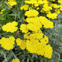 Achillea 'Moonshine'