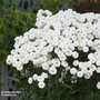 Achillea ptarmica 'Peter Cottontail'