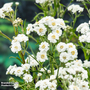 Achillea ptarmica (Marginal Aquatic)
