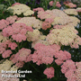 Achillea millefolium 'Salmon Beauty'