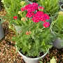 Achillea millefolium 'Saucy Seduction'