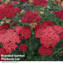 Achillea millefolium 'Strawberry Seduction'