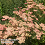 Achillea 'Summer Fruits Salmon'