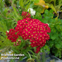 Achillea 'Fanal' ('The Beacon')