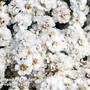 Achillea ptarmica 'The Pearl'