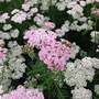 Achillea millefolium 'Tutti Frutti Wonderful Wampee'