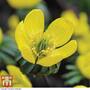 Aconite (Winter Flowering)