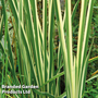 Acorus gramineus 'Argenteostriatus' (Marginal Aquatic/Bog Garden)