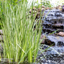 Acorus calamus 'Variegata' (Marginal Aquatic)