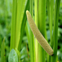 Acorus calamus (Marginal Aquatic)