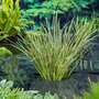 Acorus gramineus 'Variegatus' (Marginal Aquatic)