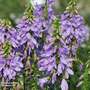 Adenophora confusa 'Gaudi Violet'