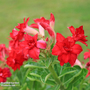 Adenium obesum 'Red'