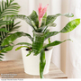 Aechmea fasciata 'Primera'