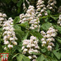 Aesculus hippocastanum
