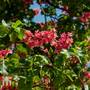 Aesculus x carnea 'Briotii'