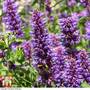 Agastache foeniculum - Seeds