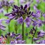 Agapanthus 'Poppin' Purple'