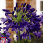 Agapanthus 'Flower of Love'