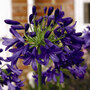 Agapanthus 'Flower of Love'