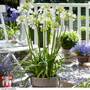 Agapanthus 'Ever White'