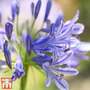 Agapanthus africanus 'Pitchoune Blue'