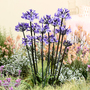 Agapanthus 'Black Arrow'