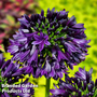 Agapanthus 'Black Jack'