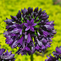 Agapanthus 'Black Jack'