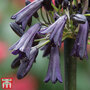 Agapanthus 'Black Magic'