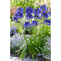 Agapanthus 'Blue Thunder'