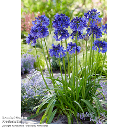 Agapanthus 'Blue Thunder'