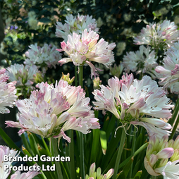 Agapanthus 'Blush Pink'