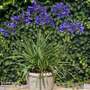 Agapanthus 'Brilliant Blue'