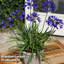 Agapanthus 'Brilliant Blue'