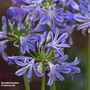 Agapanthus 'Charlotte'