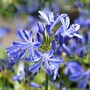 Agapanthus 'Charlotte'