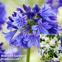 Agapanthus Blue & White Collection