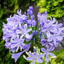 Agapanthus 'Donau'