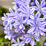 Agapanthus 'Donau'