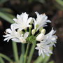 Agapanthus 'Double Diamond'