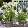 Agapanthus 'Ever' Duo