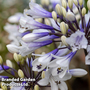 Agapanthus 'Ever Sparkle'