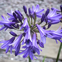 Agapanthus africanus 'His Majesty'