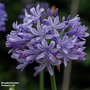 Agapanthus 'Jacaranda'