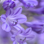 Agapanthus 'Jacaranda'