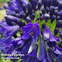 Agapanthus 'Midnight Sky'