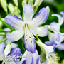 Agapanthus 'Sea Breeze'