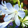 Agapanthus africanus 'Silver Baby'