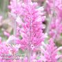 Agastache 'Bolero'